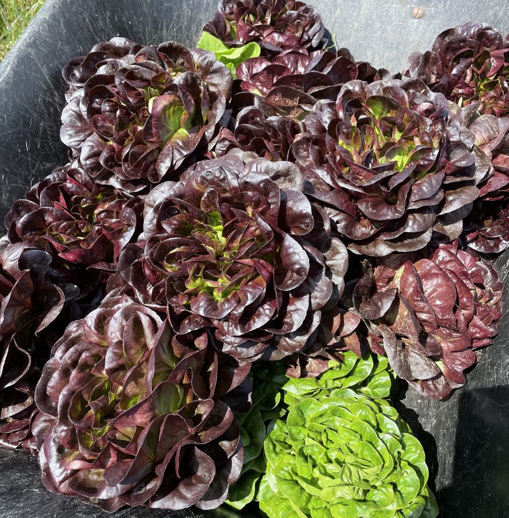 Red and green butter lettuce in a black wheelbarrow
