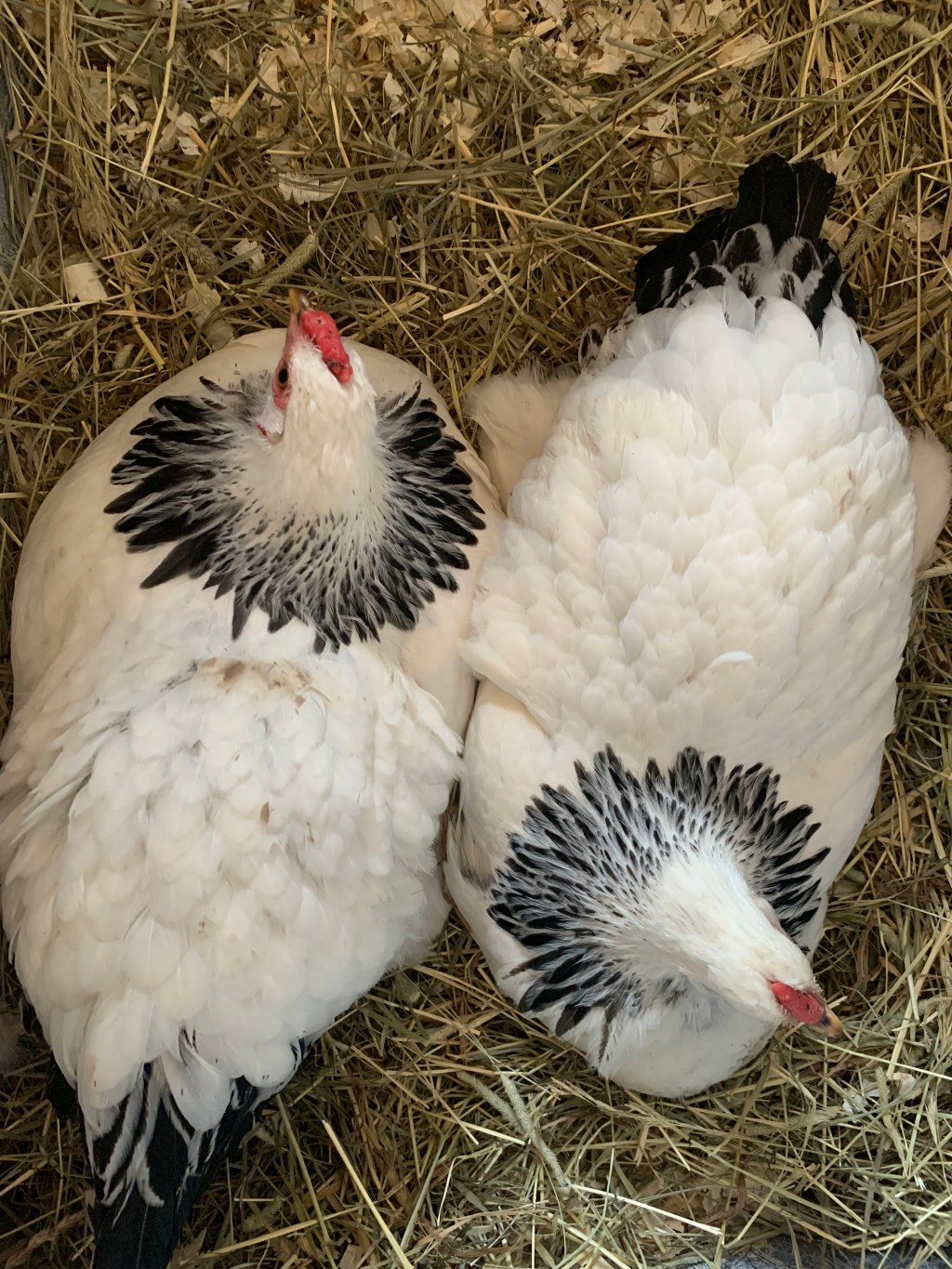 Two Wyandotte chickens sitting head to tail.