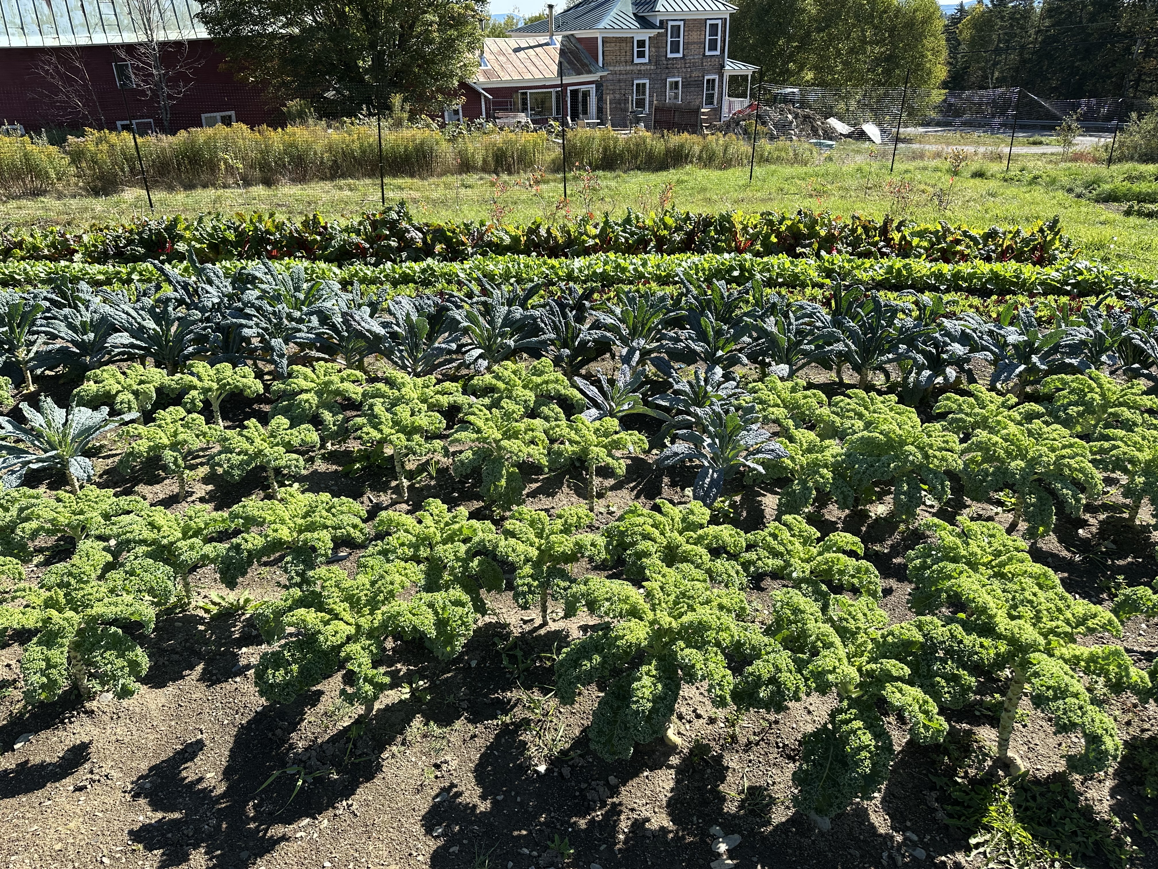 gardens with mature kale, looking towards farmhouse with siding removed